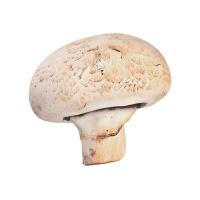 Champignon Vegetable Retopo 3D Scan